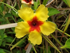 Mandevilla hirsuta