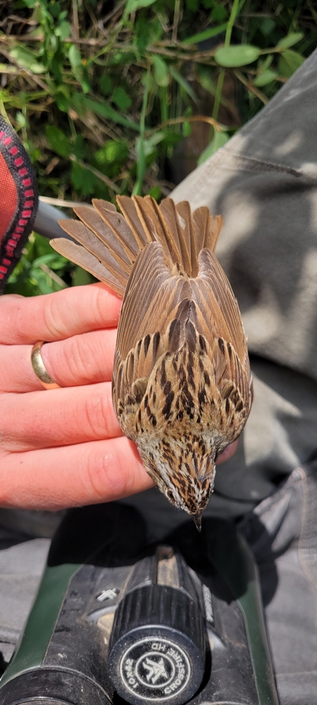 Montane Lincoln’s Sparrow