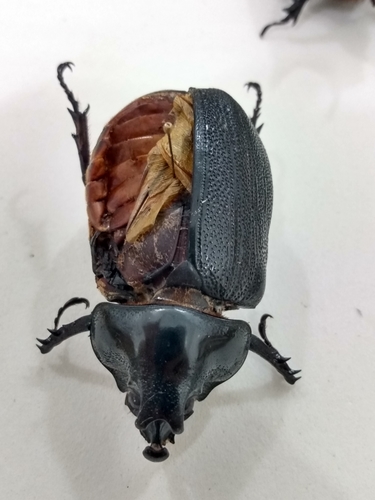 Heterogomphus hopei