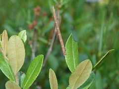 Thalera pistasciaria