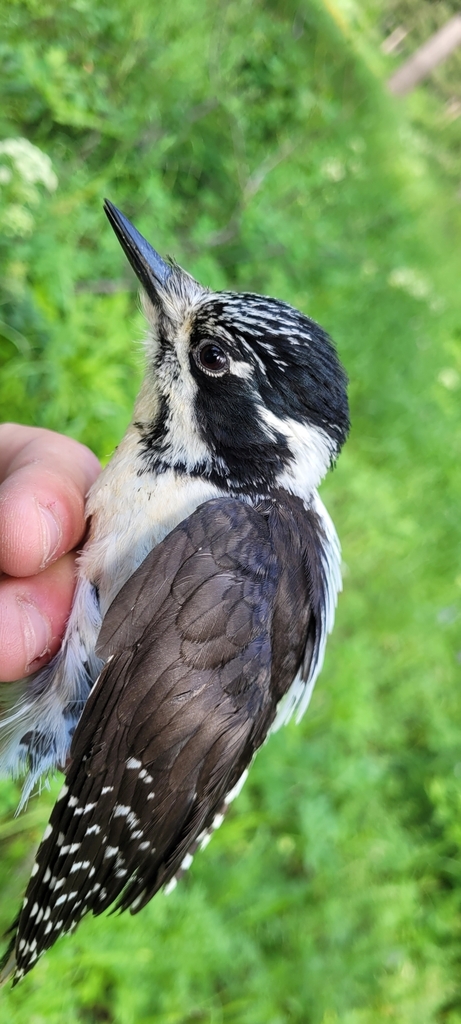 American Three-toed Woodpecker (Rocky Mts.)