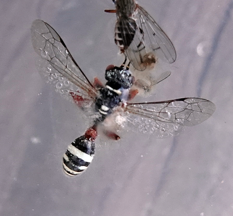 Mellinus rufinodus
