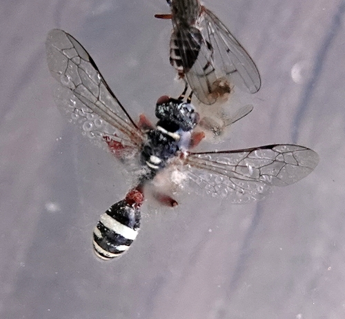 Mellinus rufinodus