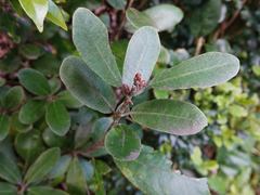 Pittosporum huttonianum