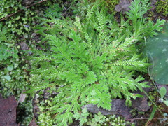 Selaginella lepidophylla