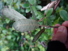 Pittosporum huttonianum