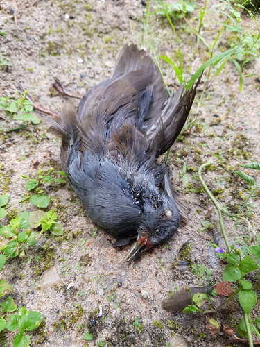 Paint-billed Crake (Mustelirallus erythrops), photo 6