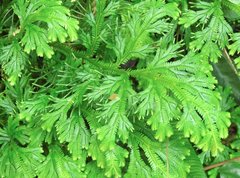Selaginella doederleinii