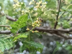 Bursera bipinnata, photograph (c) nasua, some rights reserved (CC BY)