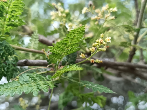 Bursera bipinnata, photograph 4
