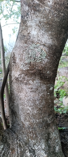 Bursera bipinnata, photograph 6