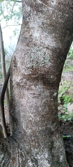 Bursera bipinnata, photograph (c) nasua, some rights reserved (CC BY)