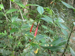 Lisianthius axillaris