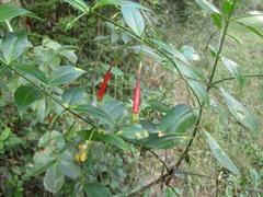 Lisianthius axillaris