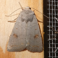 Caradrina kadenii