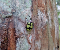 Omophoita octoguttata