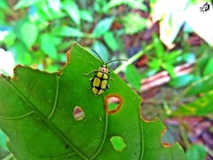 Omophoita octoguttata