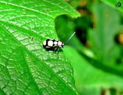 Omophoita octoguttata