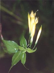 Lisianthius brevidentatus