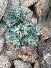 Mentzelia puberula