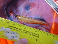 Erimystax dissimilis