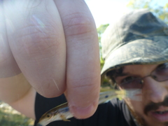 Erimystax dissimilis