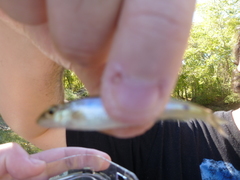 Erimystax dissimilis