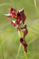 Serapias cordigera
