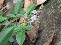 Grona heterocarpos strigosa