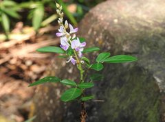 Grona heterocarpos strigosa