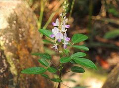 Grona heterocarpos strigosa