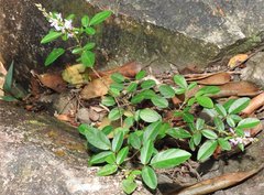 Grona heterocarpos strigosa
