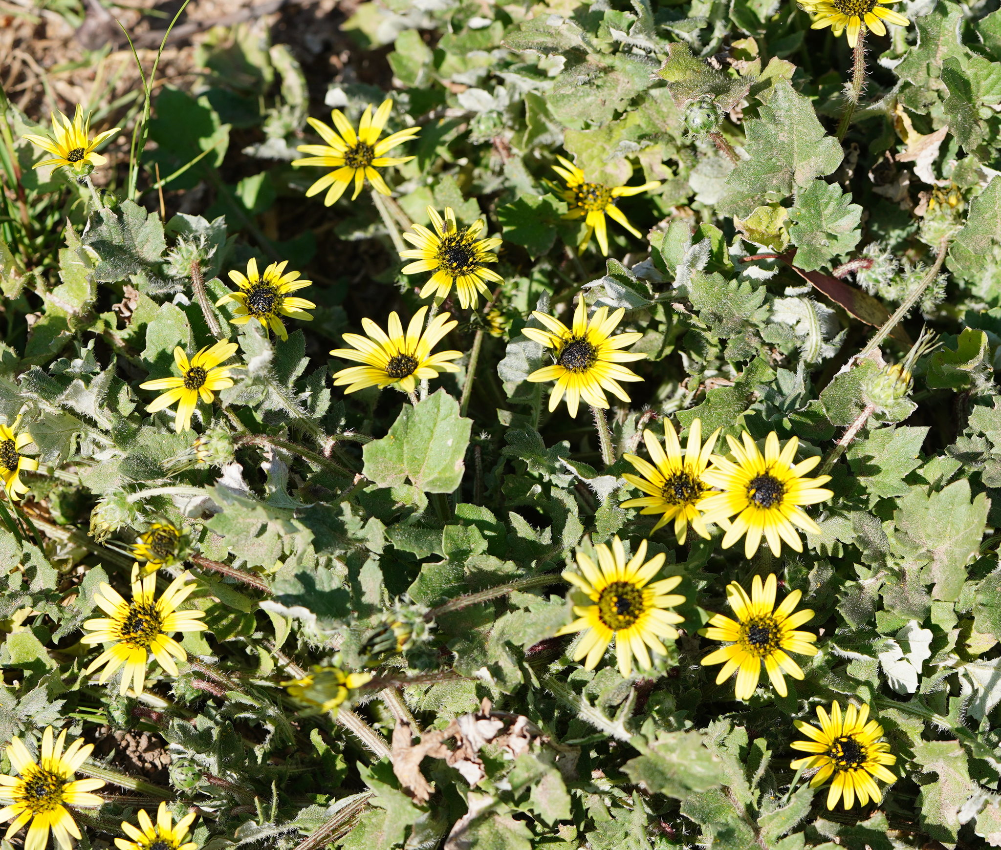 Arctotheca calendula
