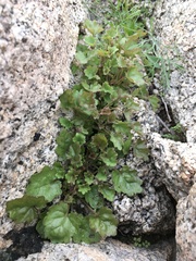 Phacelia rotundifolia