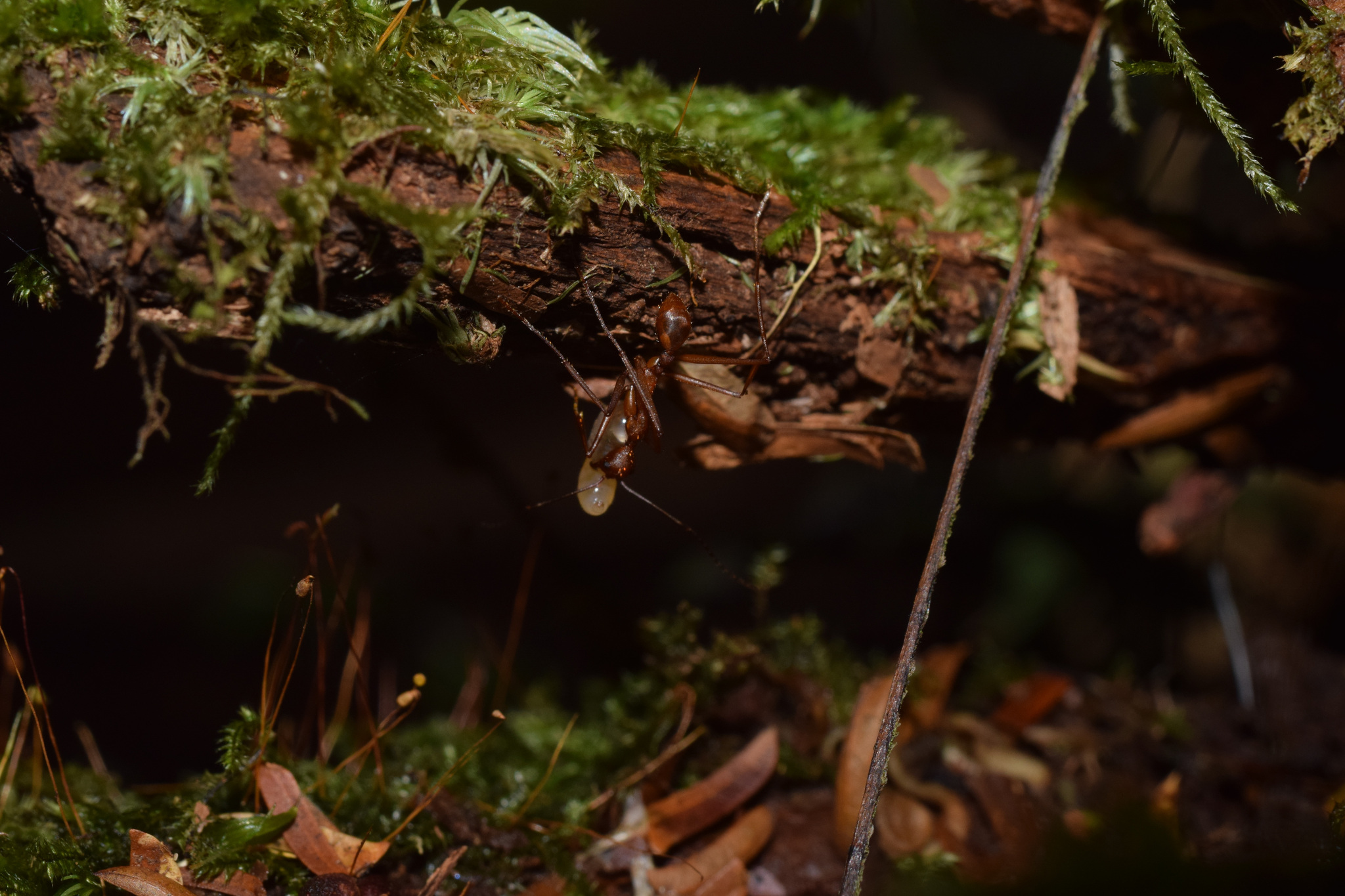 Aphaenogaster araneoides