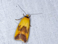 Ageletha hemiteles