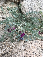 Astragalus mohavensis