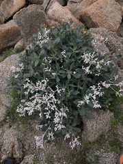 Mentzelia puberula