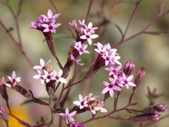 Stevia viscida