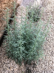 Johnstonella racemosa