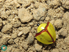Paraselenis normalis
