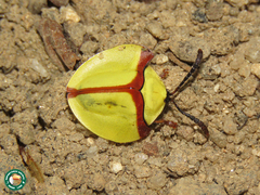 Paraselenis normalis