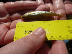 Erimystax dissimilis