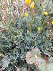 Eschscholzia minutiflora