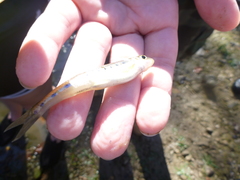 Erimystax dissimilis