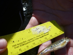 Erimystax dissimilis