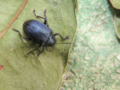 Besouro-de-limeira (Sternocolaspis quatuordecimcostata)