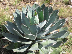 Agave guadalajarana
