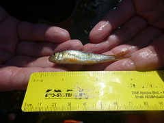 Moxostoma erythrurum