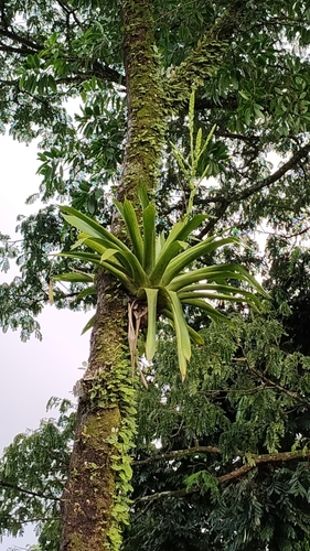 Werauhia gigantea